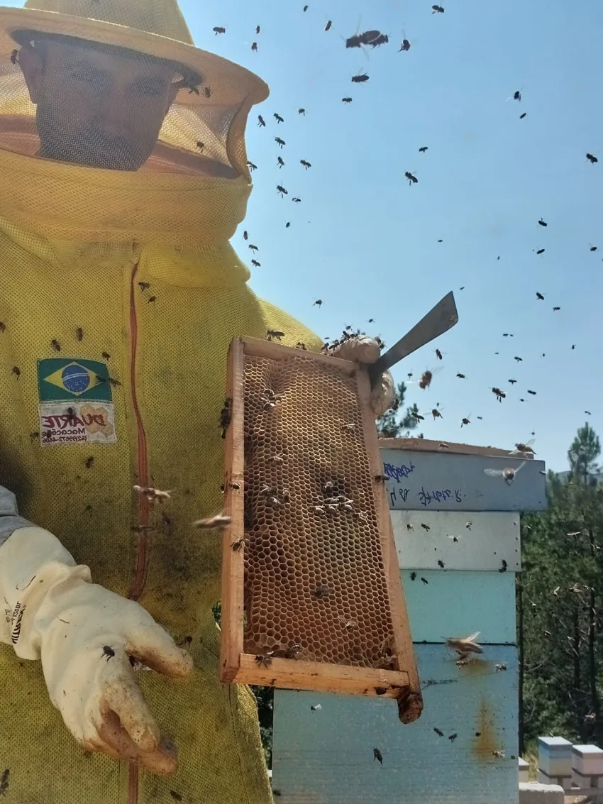 Simão no apiário com equipamento de proteção, quadro de cera e abelhas em redor