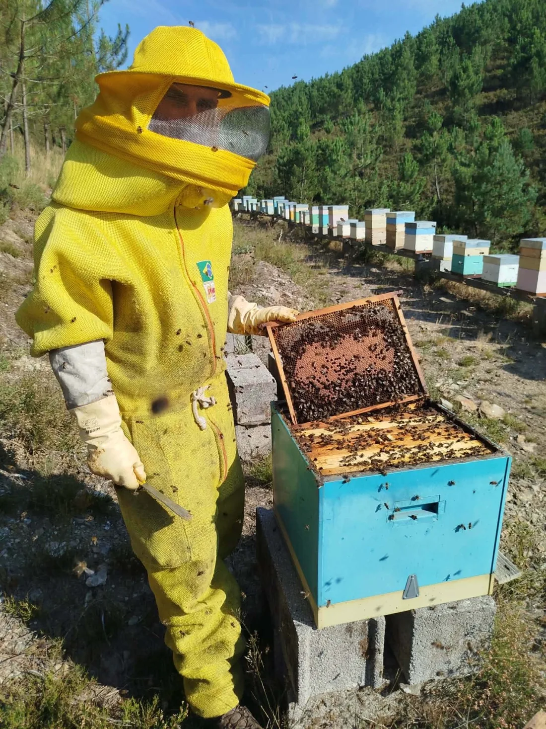 Simão junto de uma colmeia aberta, a segurar um quadro com abelhas, com o apiário ao fundo